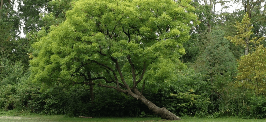 Ясень (40 фото): как выглядит дерево, где растет, виды
