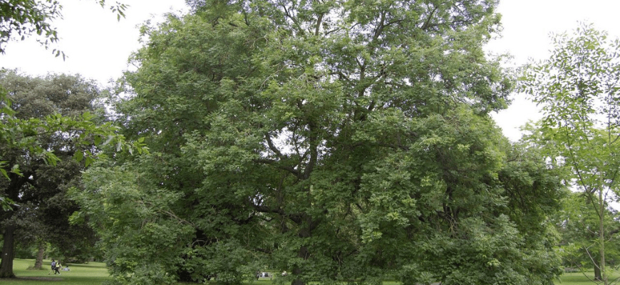 Ясень (40 фото): как выглядит дерево, где растет, виды
