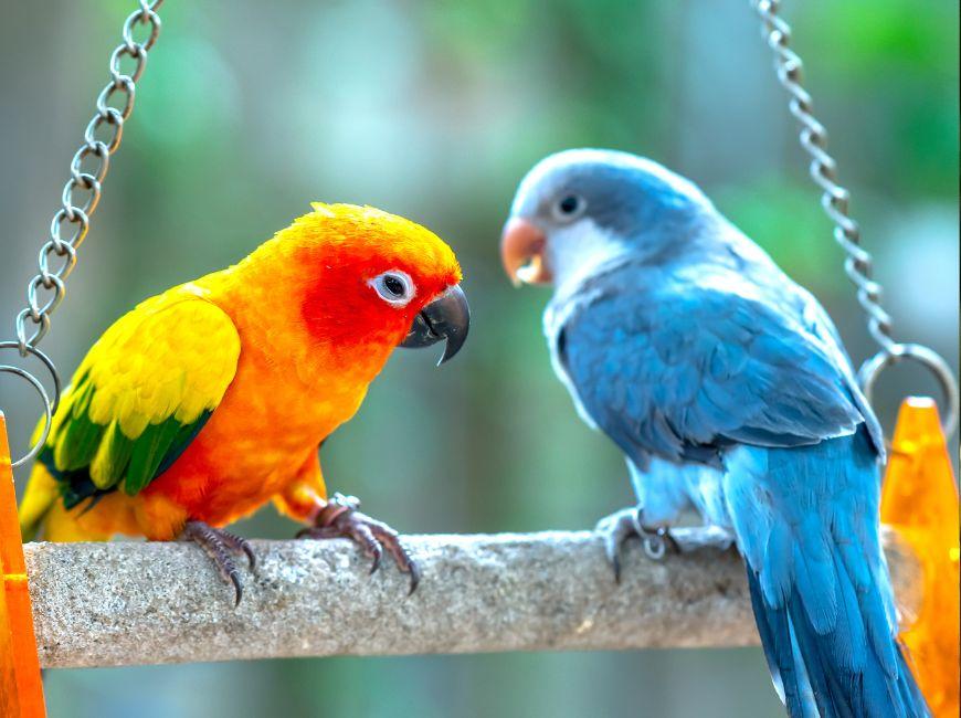 Неразлучники попугаи для дома