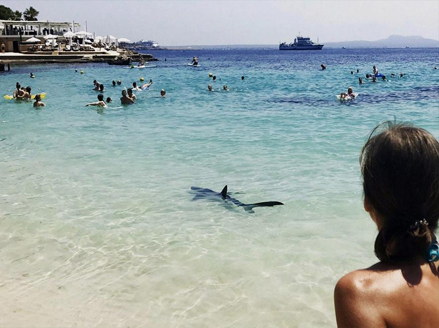Акулы на курорте Бодрум в Турции