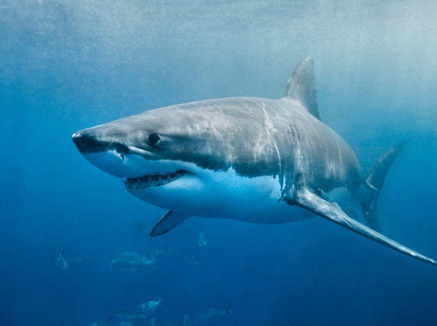 Эгейское море белая акула