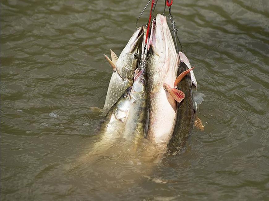 Особенности рыбалки около Барнаула