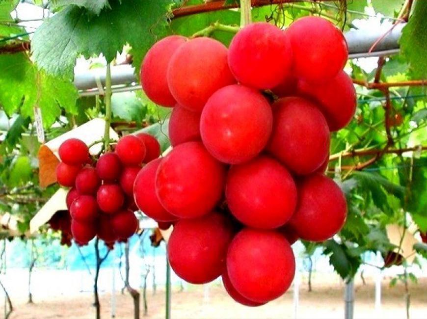 Самый дорогой фрукт в мире японский виноград Ruby Roman